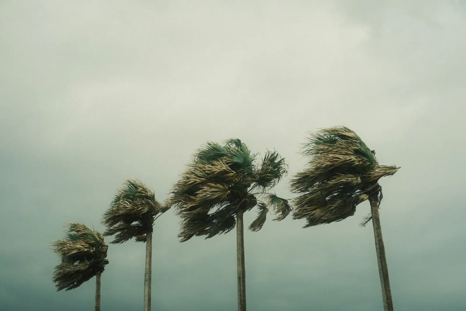 Palm trees bending in strong wind