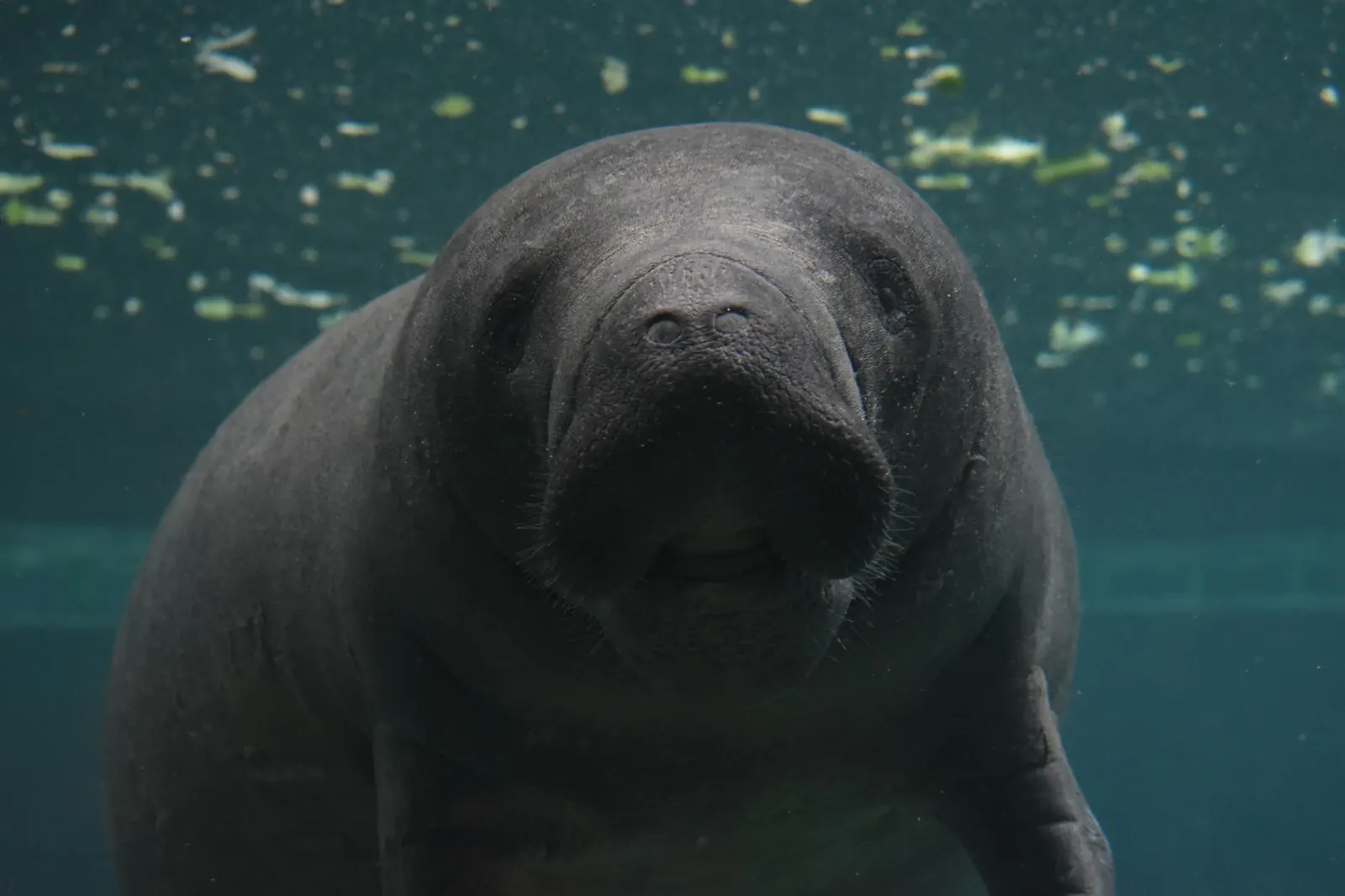 Where to See Manatees Near Tampa in Winter