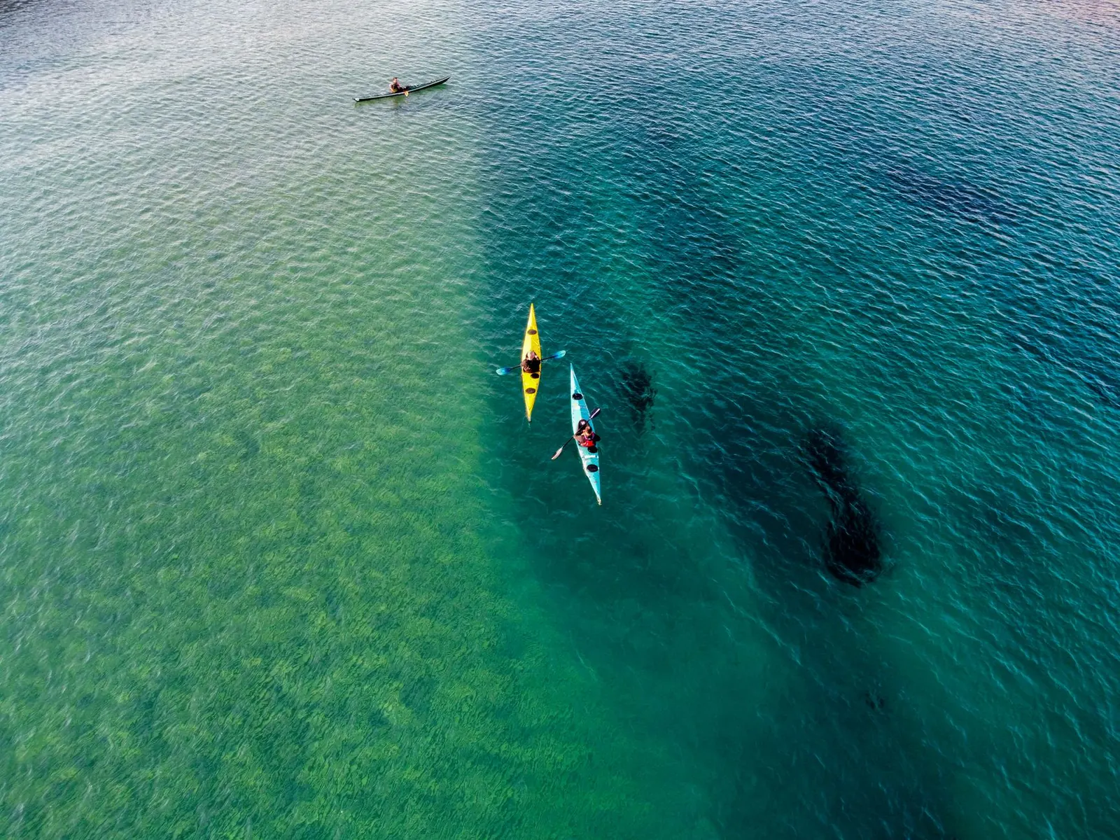 Springs Day Trips From Tampa: Weeki Wachee and Crystal River